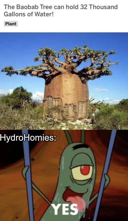 thanos water-memes thanos text: The Baobab Tree can hold 32 Thousand Gallons of Water! HydroHomies: YES 