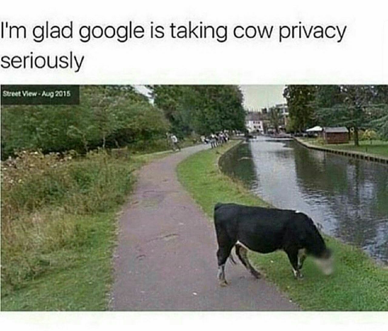 cute other-memes cute text: I'm glad google is taking cow privacy seriously 