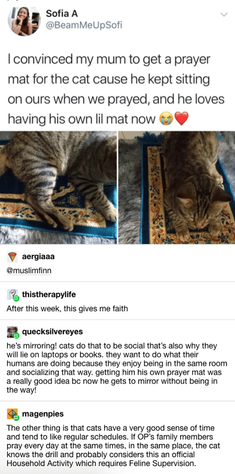 cute wholesome-memes cute text: Sofia A @BeamMelJpSofi I convinced my mum to get a prayer mat for the cat cause he kept sitting on ours when we prayed, and he loves having his own lil mat now aergiaaa @muslimfinn thistherapylife After this week, this gives me faith quecksilvereyes he's mirroring! cats do that to be social that's also why they will lie on laptops or books. they want to do what their humans are doing because they enjoy being in the same room and socializing that way. getting him his own prayer mat was a really good idea bc now he gets to mirror without being in the way! magenpies The other thing is that cats have a very good sense of time and tend to like regular schedules. If OP's family members pray every day at the same times, in the same place, the cat knows the drill and probably considers this an official Household Activity which requires Feline Supervision. 