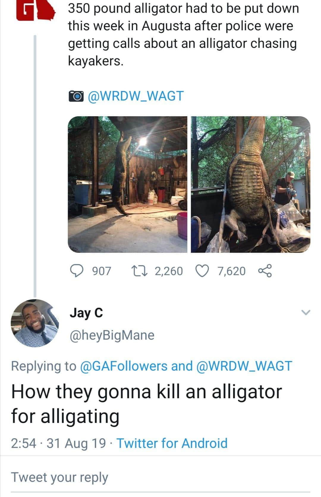 tweets black-twitter-memes tweets text: 350 pound alligator had to be put down this week in Augusta after police were getting calls about an alligator chasing kayakers. 0 907 Jay C @heyBigMane 2,260 0 7,620 < Replying to @GAFollowers and How they gonna kill an alligator for alligating 2:54 • 31 Aug 19 • Twitter for Android Tweet your reply 