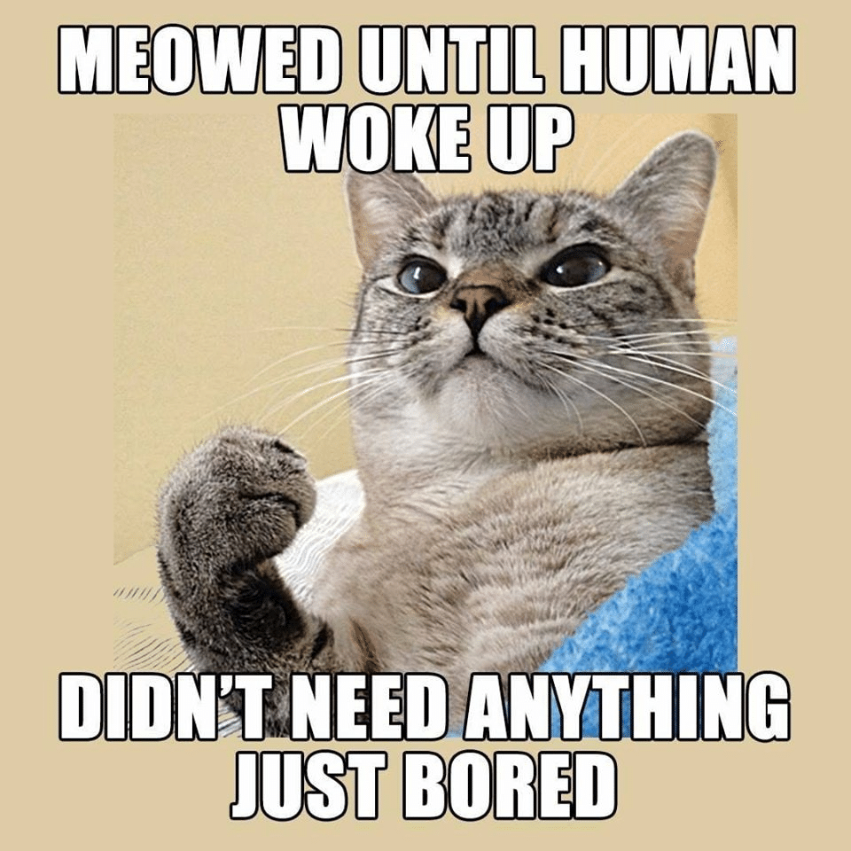 cats boomer-memes cats text: MEOWED UNTIL HUMAN WOKE ٣ DIDWT *NEED ANYTHING آلالا BORED 
