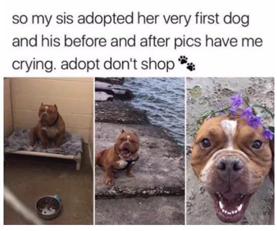 cute wholesome-memes cute text: so my sis adopted her very first dog and his before and after pics have me crying. adopt don't shop 