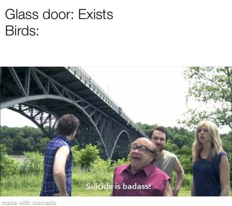 Dank Meme dank-memes cute text: Glass door: Exists Birds: Sufi* is badassr 