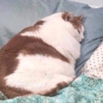 Fat cat in bed Animal meme template blank