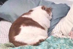 Fat cat in bed Sleeping meme template