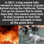 wholesome-memes cute text: In 2017, a dog named Odin refused to leave his flock of goats behind during the California Tubbs Fire as his owners fled to safety. Days later, the owners came back to their property to find Odin survived and managed to keep all the goats alive.  cute