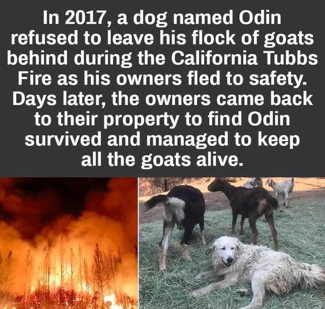 cute wholesome-memes cute text: In 2017, a dog named Odin refused to leave his flock of goats behind during the California Tubbs Fire as his owners fled to safety. Days later, the owners came back to their property to find Odin survived and managed to keep all the goats alive. 