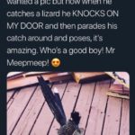 wholesome-memes cute text: VITAL UPDATE: my road runner porch-buddy used to run away if I wanted a pic but now when he catches a lizard he KNOCKS ON MY DOOR and then parades his catch around and poses, it