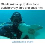wholesome-memes cute text: Shark swims up to diver for a cuddle every time she sees him Wholesome shark  cute