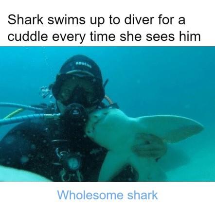 cute wholesome-memes cute text: Shark swims up to diver for a cuddle every time she sees him Wholesome shark 