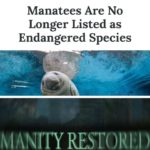 wholesome-memes cute text: TIME SCIENCE SUBSCRIBE Manatees Are No Longer Listed as Endangered Species  cute