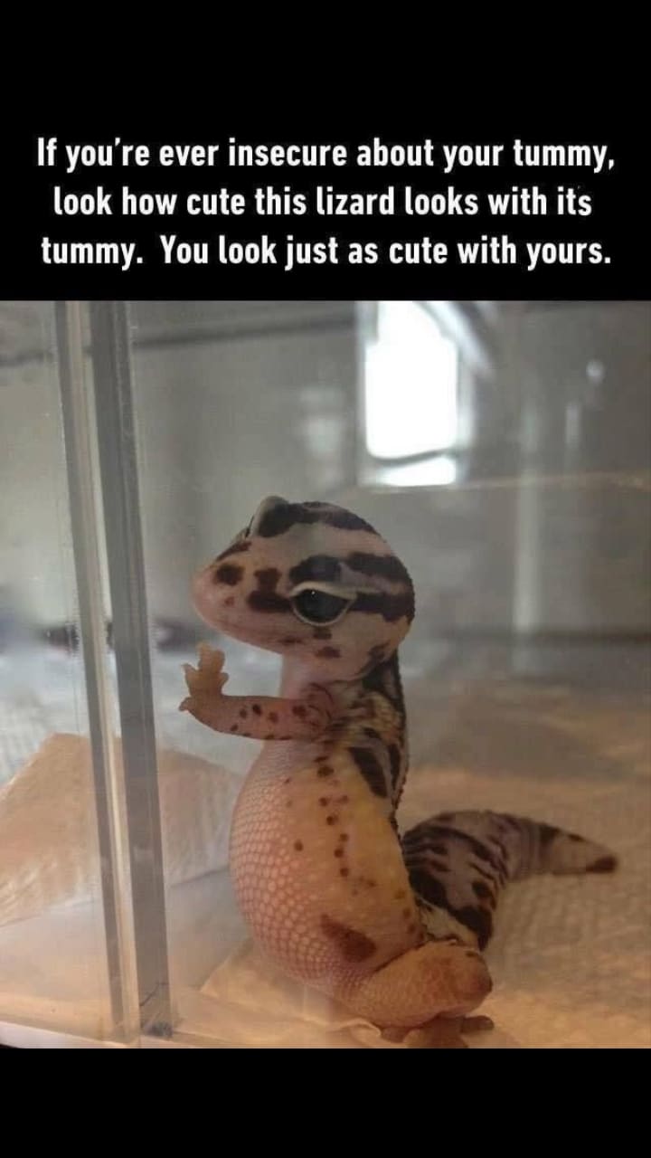 cute wholesome-memes cute text: If you're ever insecure about your tummy, look how cute this lizard looks with its tummy. You look just as cute with yours. 