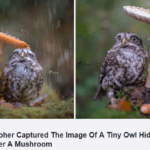 wholesome-memes cute text: THE-INFOME Photographer Captured The Image Of A Tiny Owl Hiding From Rain Under A Mushroom  cute