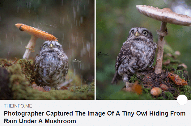 cute wholesome-memes cute text: THE-INFOME Photographer Captured The Image Of A Tiny Owl Hiding From Rain Under A Mushroom 