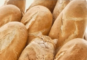 Cat hiding as bread Cat meme template