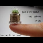 wholesome-memes cute text: i am a tiny cactus and i believe in you you can do the thing  cute