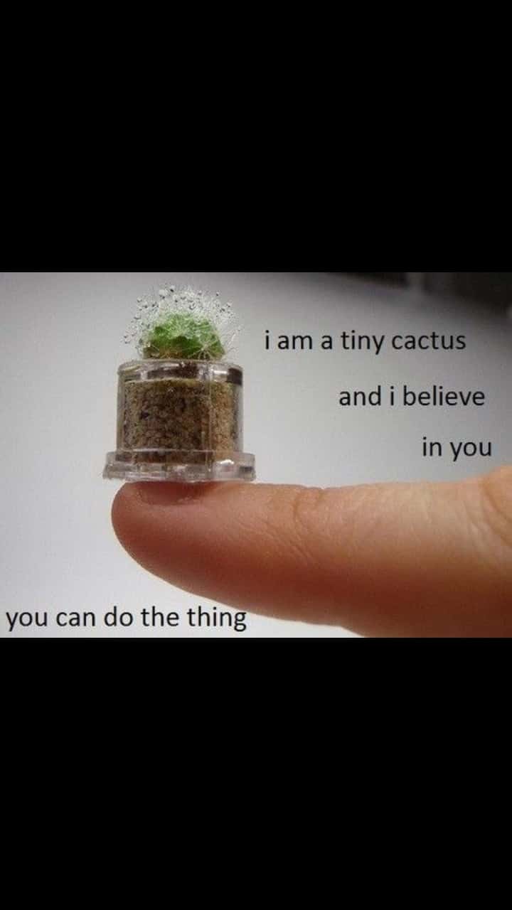 cute wholesome-memes cute text: i am a tiny cactus and i believe in you you can do the thing 