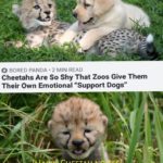 wholesome-memes cute text: O BORED PANDA • 2 MIN READ Cheetahs Are So Shy That Zoos Give Them Their Own Emotional "Support Dogs" CHEETAH NO  cute