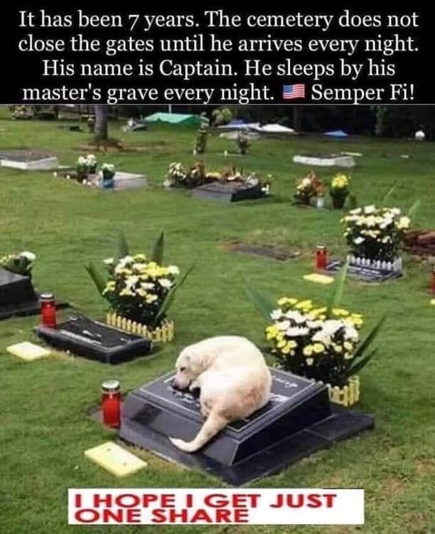 political political-memes political text: It has been 7 years. The cemetery does not close the gates until he arrives every night. His name is Captain. He sleeps by his master's ave eve ni ht. Sem er Fi! 1 HOPE 1 GET JUST ONE SHARE 