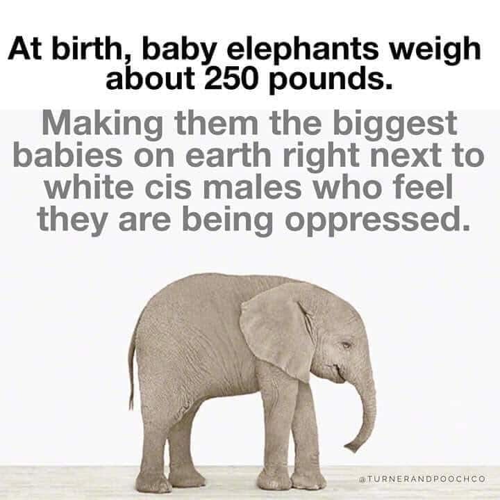 women feminine-memes women text: At birth, baby elephants weigh about 250 pounds. Making them the biggest babies on earth right next to white cis males who feel they are being oppressed. @TURNERANOPOOCHCO 