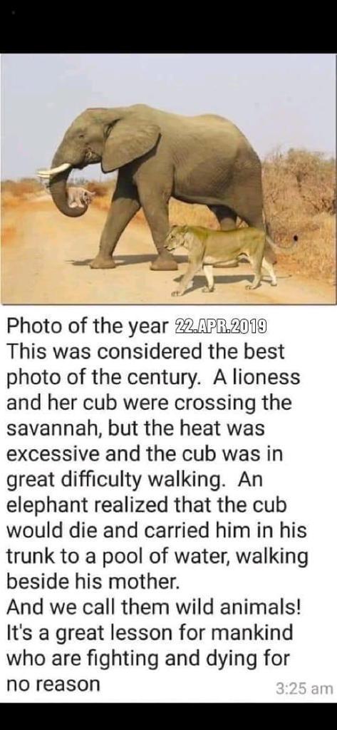 political political-memes political text: Photo of the year This was considered the best photo of the century. A lioness and her cub were crossing the savannah, but the heat was excessive and the cub was in great difficulty walking. An elephant realized that the cub would die and carried him in his trunk to a pool of water, walking beside his mother. And we call them wild animals! It's a great lesson for mankind who are fighting and dying for no reason 3:25 am 