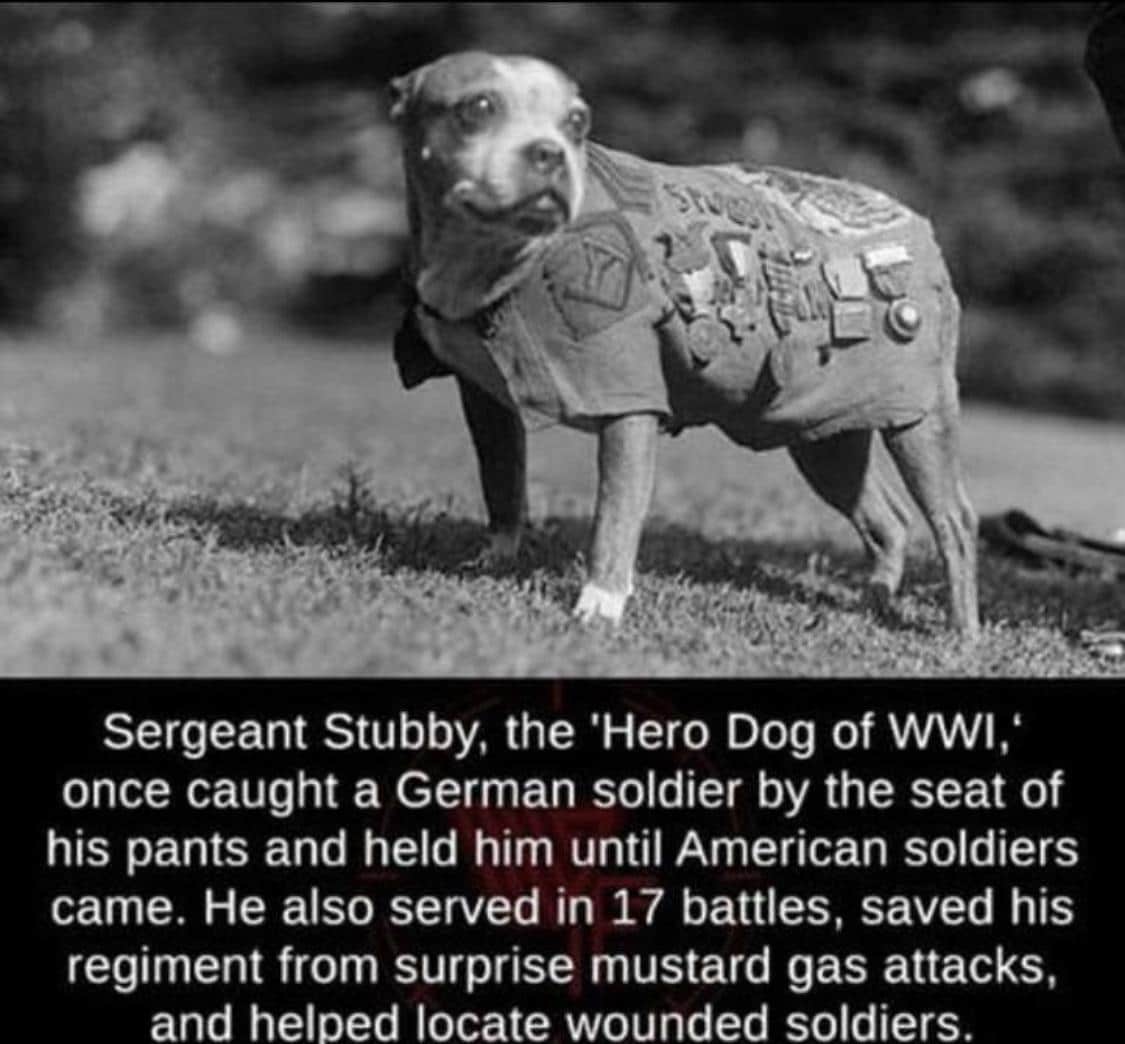 cute wholesome-memes cute text: Sergeant Stubby, the 'Hero Dog of WWI,' once caught a German soldier by the seat of his pants and held him until American soldiers came. He also served in 17 battles, saved his regiment from surprise mustard gas attacks, and heloed locate wounded soldiers. 