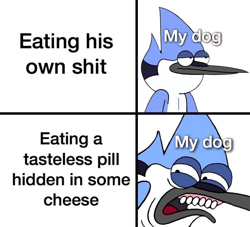 Dank Meme dank-memes cute text: Eating his own shit Eating a tasteless pill hidden in some cheese My do • do 