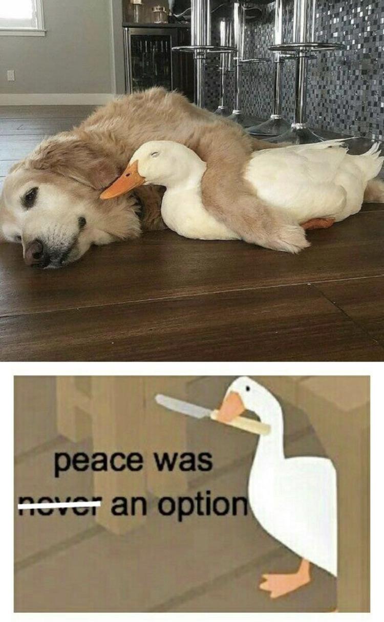 cute wholesome-memes cute text: peace was an optio 
