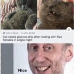 other-memes other text: 0 DAILY MAIL 4-MIN READ Cat needs glucose drip after mating with five females in single night Nice  other