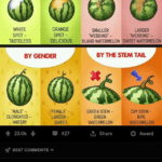 wholesome-memes cute text: How to select a sweet Watermelon! Art & Design BY THE GROUND BY THE "WEBBING" WHITE SPOT - TASTELESS ORANGE SPOT - DELICIOUS SMALLER WEBBING" - LARGER "WEBBING" - BY GENDER BLAND WATERMELON SWEET WATERMELON BY THE STEM TAIL "MALE - ELONGATED - WATERY 23.0k c •FEMALE