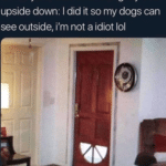 wholesome-memes cute text: to everyone who said I hung my door upside down: I did it so my dogs can see outside, i