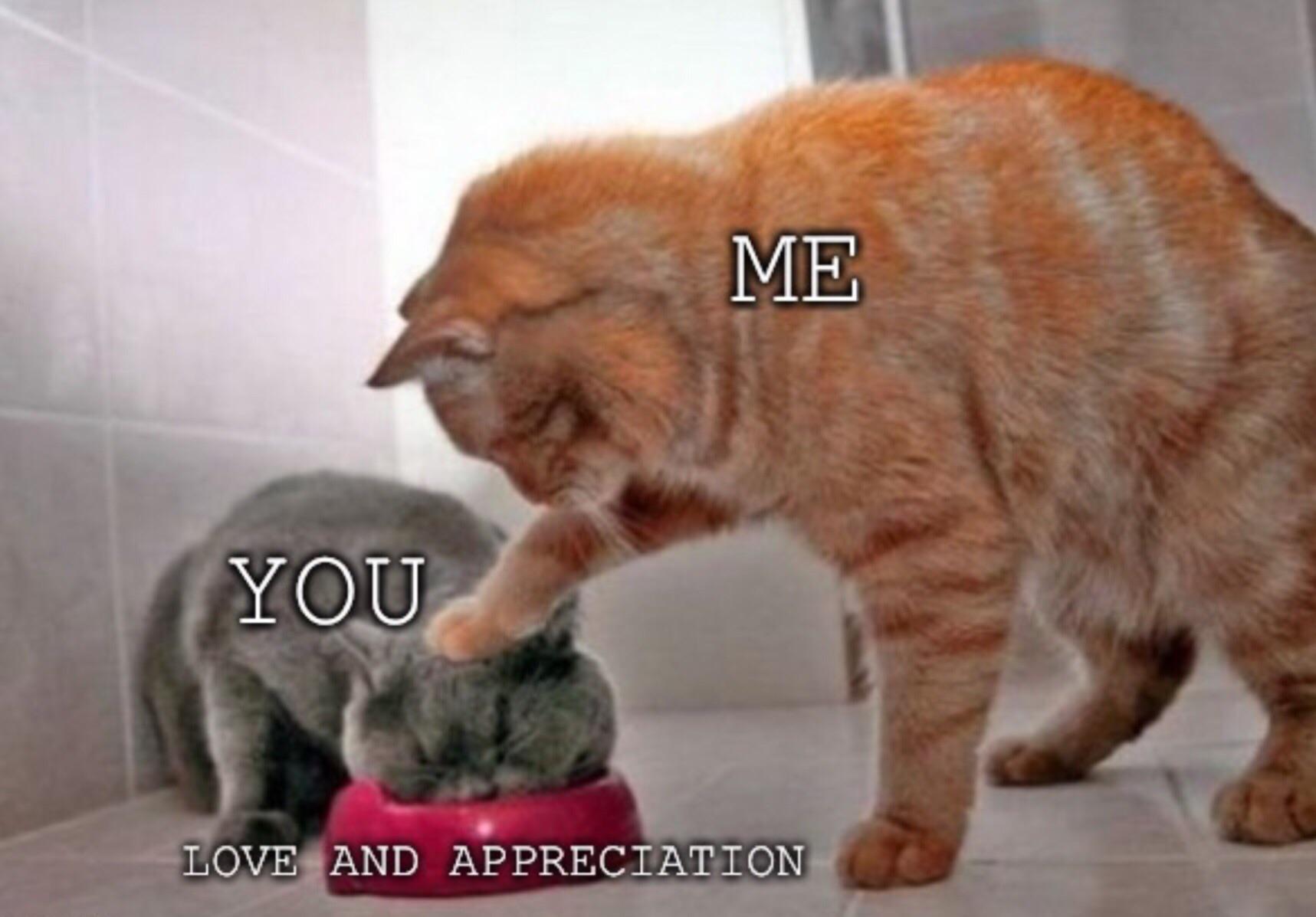 cute wholesome-memes cute text: ME you *LOVE. AND APPRECIATION* 