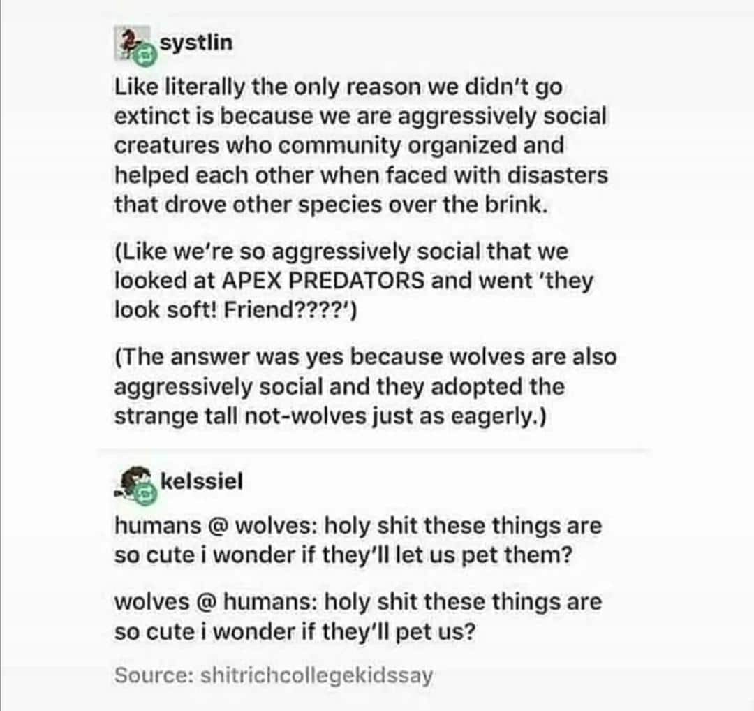 cute wholesome-memes cute text: systlin Like literally the only reason we didn't go extinct is because we are aggressively social creatures who community organized and helped each other when faced with disasters that drove other species over the brink. (Like we're so aggressively social that we looked at APEX PREDATORS and went 'they look soft! Friend????') (The answer was yes because wolves are also aggressively social and they adopted the strange tall not-wolves just as eagerly.) kelssiel humans @ wolves: holy shit these things are so cute i wonder if they'll let us pet them? wolves @ humans: holy shit these things are so cute i wonder if they'll pet us? Source: shitrichcollegekidssay 