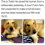 wholesome-memes cute text: This is Todd. He saved his human from a rattlesnake yesterday. A true h*ckin hero. He