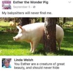 boomer-memes political text: Esther the Wonder Pig September 5 • My babysitters will never find me. Linda Welsh You Esther are a creature of great beauty, and should never hide  political