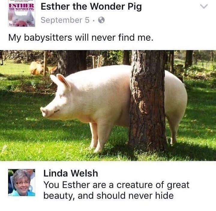 political boomer-memes political text: Esther the Wonder Pig September 5 • My babysitters will never find me. Linda Welsh You Esther are a creature of great beauty, and should never hide 