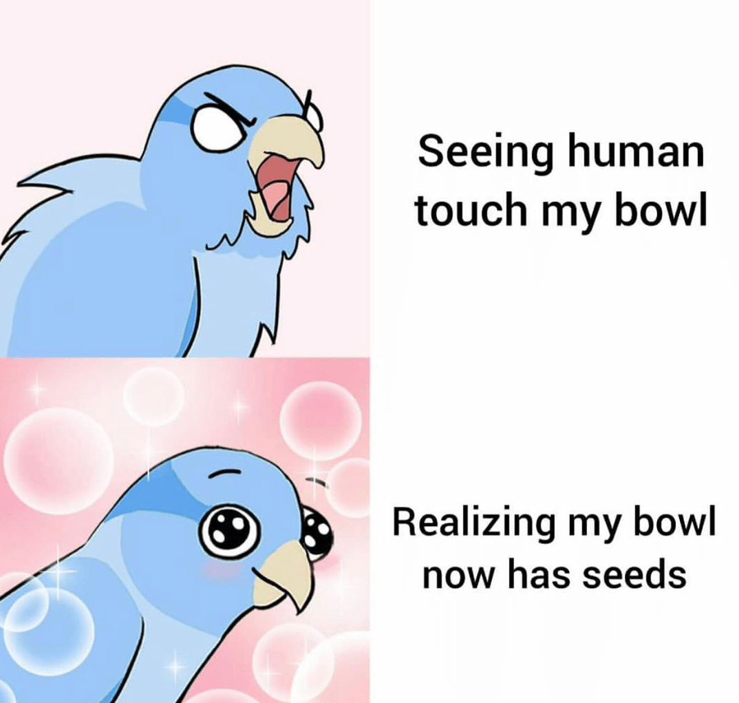 Wholesome Meme, Cute, Bird, Angry, Happy wholesome-memes cute text: Seeing human touch my bowl Realizing my bowl now has seeds 