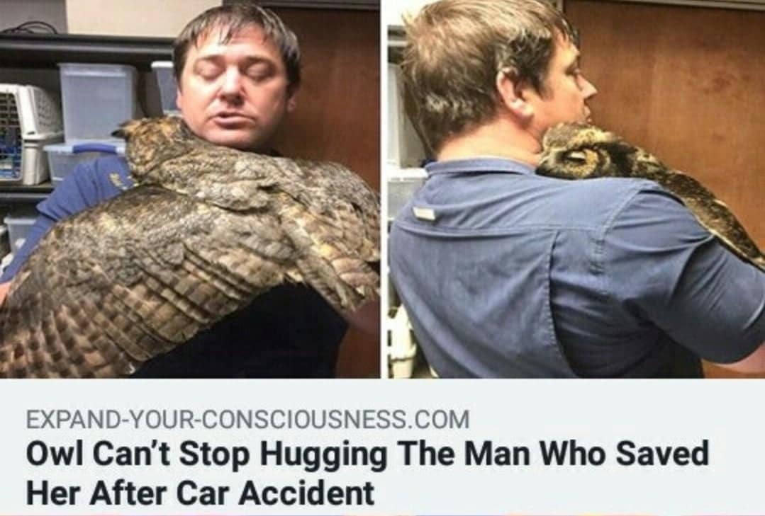 cute wholesome-memes cute text: EXPAND-YOUR-CONSCIOUSNESS.COM Owl Can't Stop Hugging The Man Who Saved Her After Car Accident 