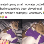 wholesome-memes cute text: I heated up my small hot water bottle for Charlie cause he