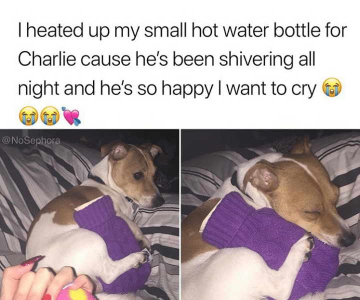 cute wholesome-memes cute text: I heated up my small hot water bottle for Charlie cause he's been shivering all night and he's so happy I want to cry @NoSeplk0[@ 
