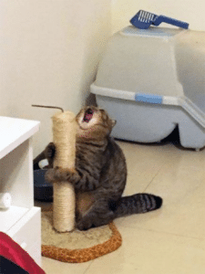Cat screaming with scratching post Reaction search meme template