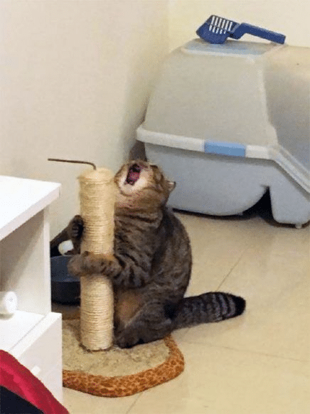 Meme Generator - Cat screaming with scratching post - Newfa Stuff