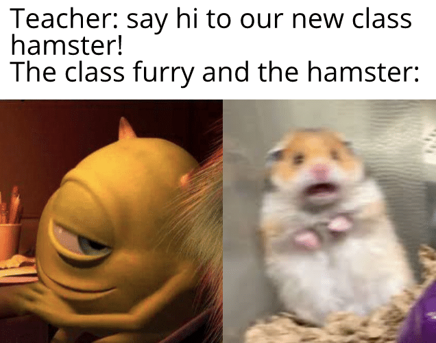 Dank Meme dank-memes cute text: Teacher: say hi to our new class hamster! The class furry and the hamster: 