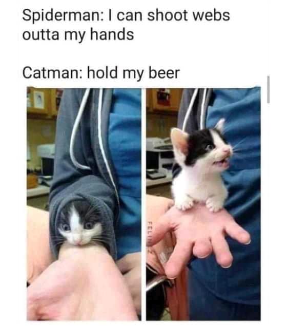 cute wholesome-memes cute text: Spiderman: I can shoot webs outta my hands Catman: hold my beer 