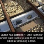 wholesome-memes cute text: Japan has installed "Turtle Tunnels" under train tracks to stop them being killed or derailing a train.  cute