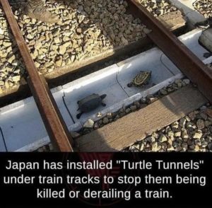 wholesome-memes cute text: Japan has installed "Turtle Tunnels" under train tracks to stop them being killed or derailing a train.