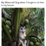 minecraft-memes minecraft text: No one: My Minecraft Dog when I forget to sit him in my house:  minecraft