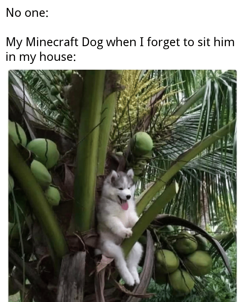 minecraft minecraft-memes minecraft text: No one: My Minecraft Dog when I forget to sit him in my house: 
