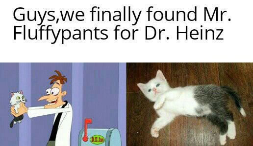 cute wholesome-memes cute text: Guys,we finally found Mr. Fluffypants for Dr. Heinz IN 