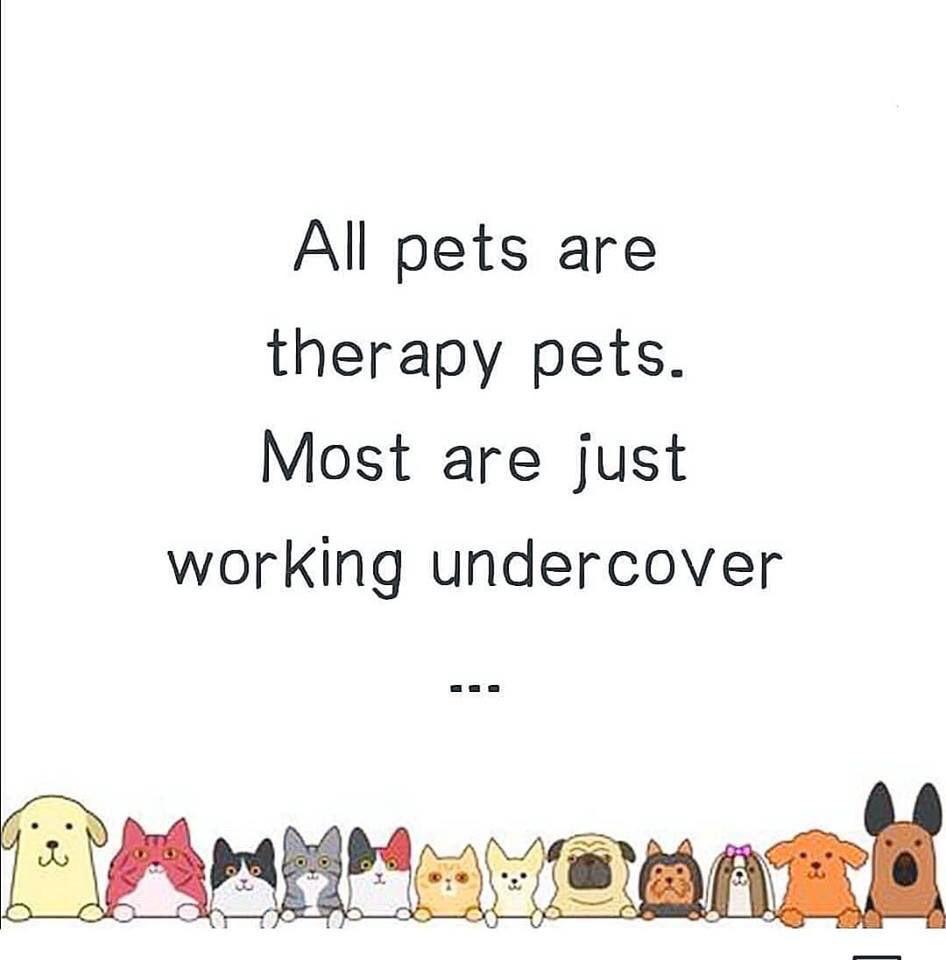 cute wholesome-memes cute text: All pets are therapy pets. Most are just working undercover 